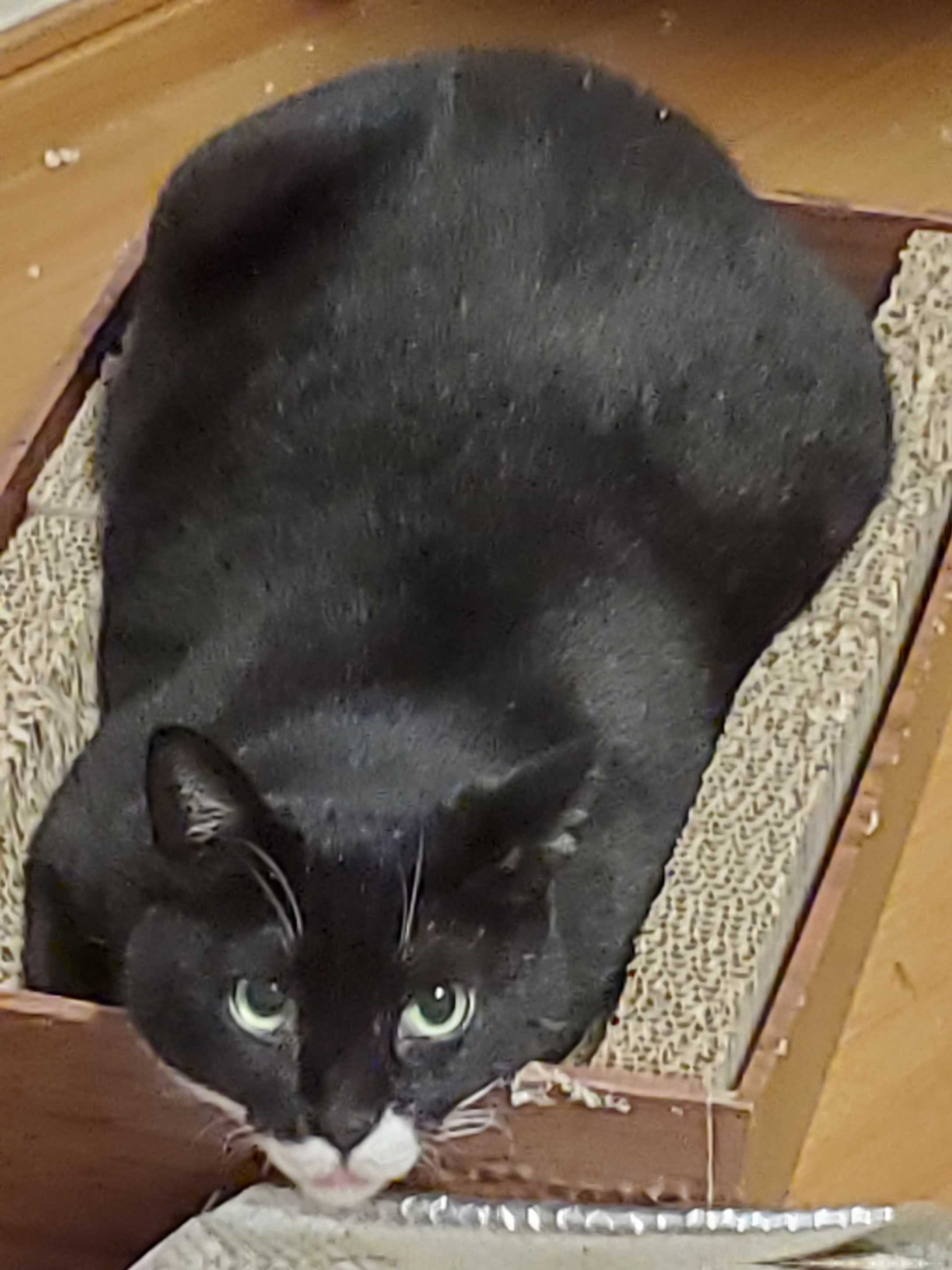 涼しいけどu2026 花霞と姫猫6にゃんここぶろぐだったけれど?実は