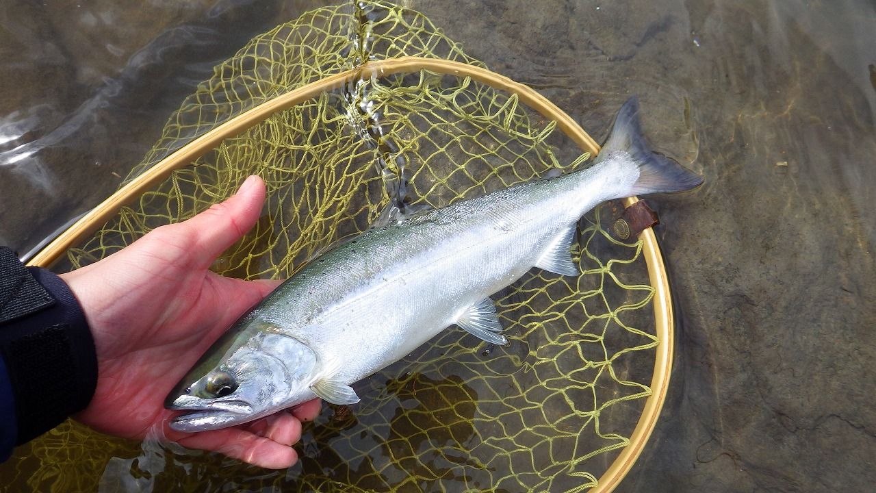 アマゴ 釣り人目線の魚図鑑 | (続)あんさん野遊びダイヤリー フィッシングメモ。 - 楽天ブログ