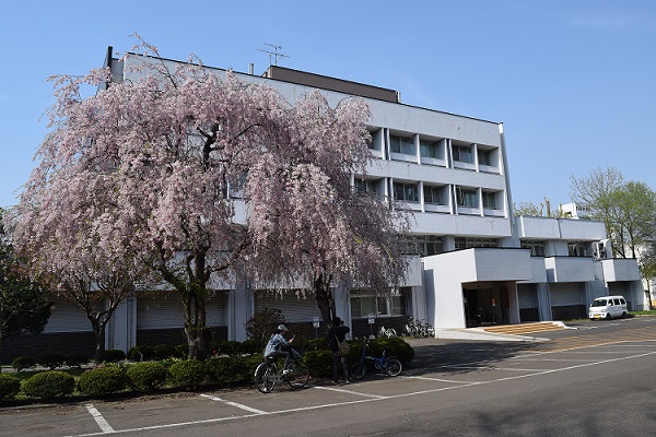 情報基盤センター前の枝垂れ桜