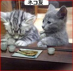 猫とも.jpg