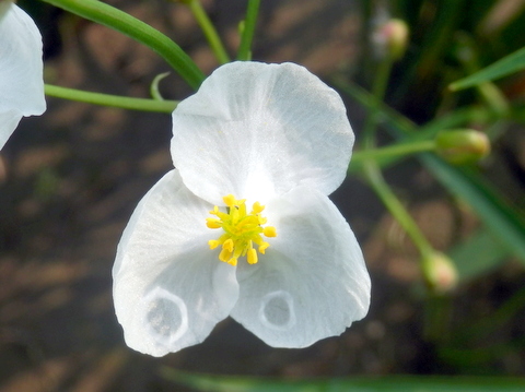 オモダカの花・一輪