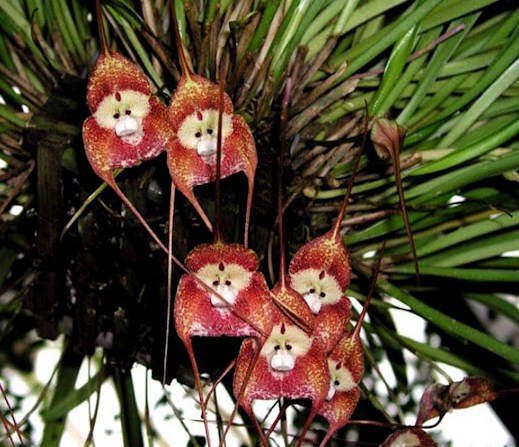 monkey orchid.jpg