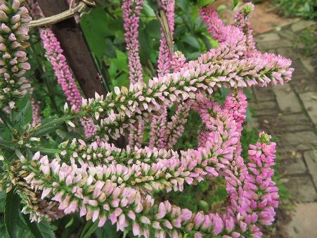 ベロニカ ピンクと紫の二種類 マスクをしない人 何故 静かな時が流れる 風の庭 楽天ブログ