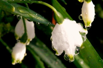 スズラン　4.15　2015