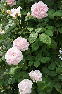 DSC01134ss.jpg