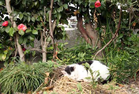 我が家のニャンコ♪2013/3/28-2