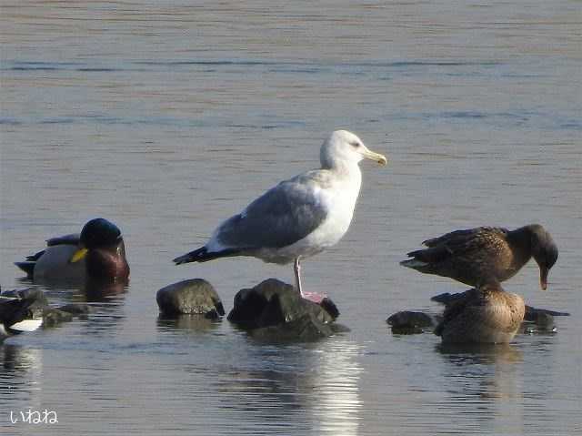 オオセグロカモメ2021年1月16日