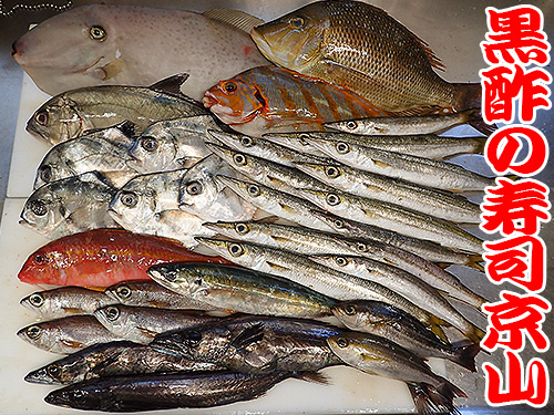 日本橋まで美味しいお寿司をお届けします 今日の地魚は和歌山県串本港から 宅配寿司 黒酢の寿司京山のブログ 楽天ブログ