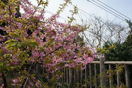 河津桜