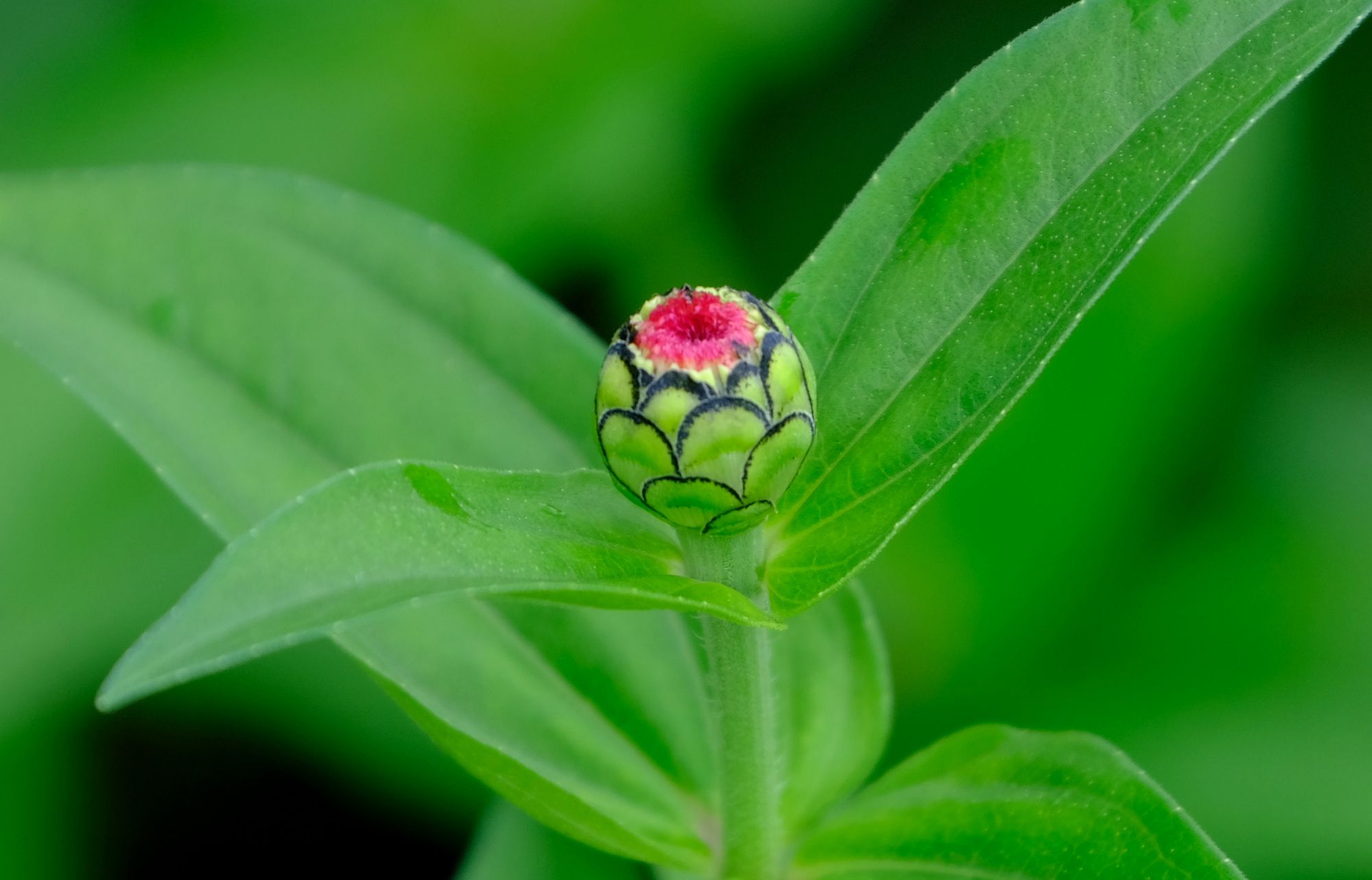 ジニアとマリーゴールドと蝶 南風のメッセージ 楽天ブログ