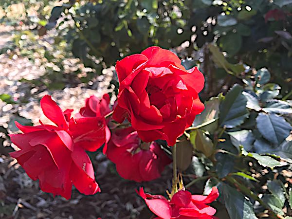 rblog-20171027222105-01.jpg