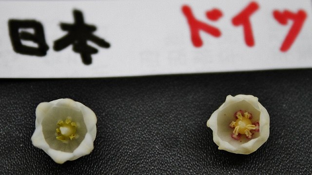 IMG_0100 (800x450).jpg