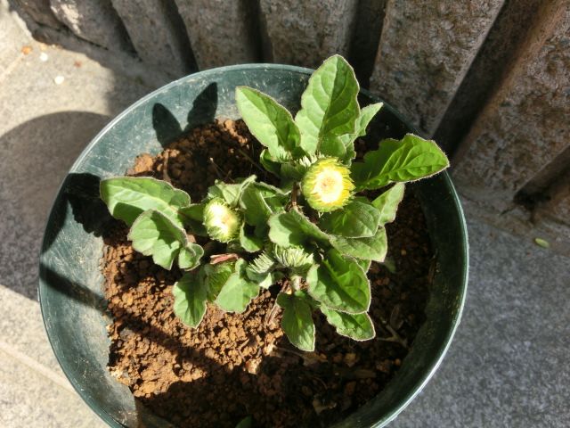ガーベラの花芽が出てきました いしけいからの穏やかな日常と伝えたい思い 楽天ブログ