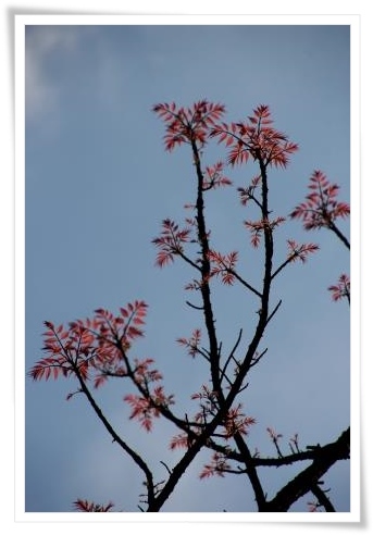 樹木公園-10 チャンチン 15.4.22