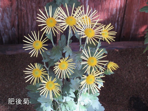 肥後菊花壇