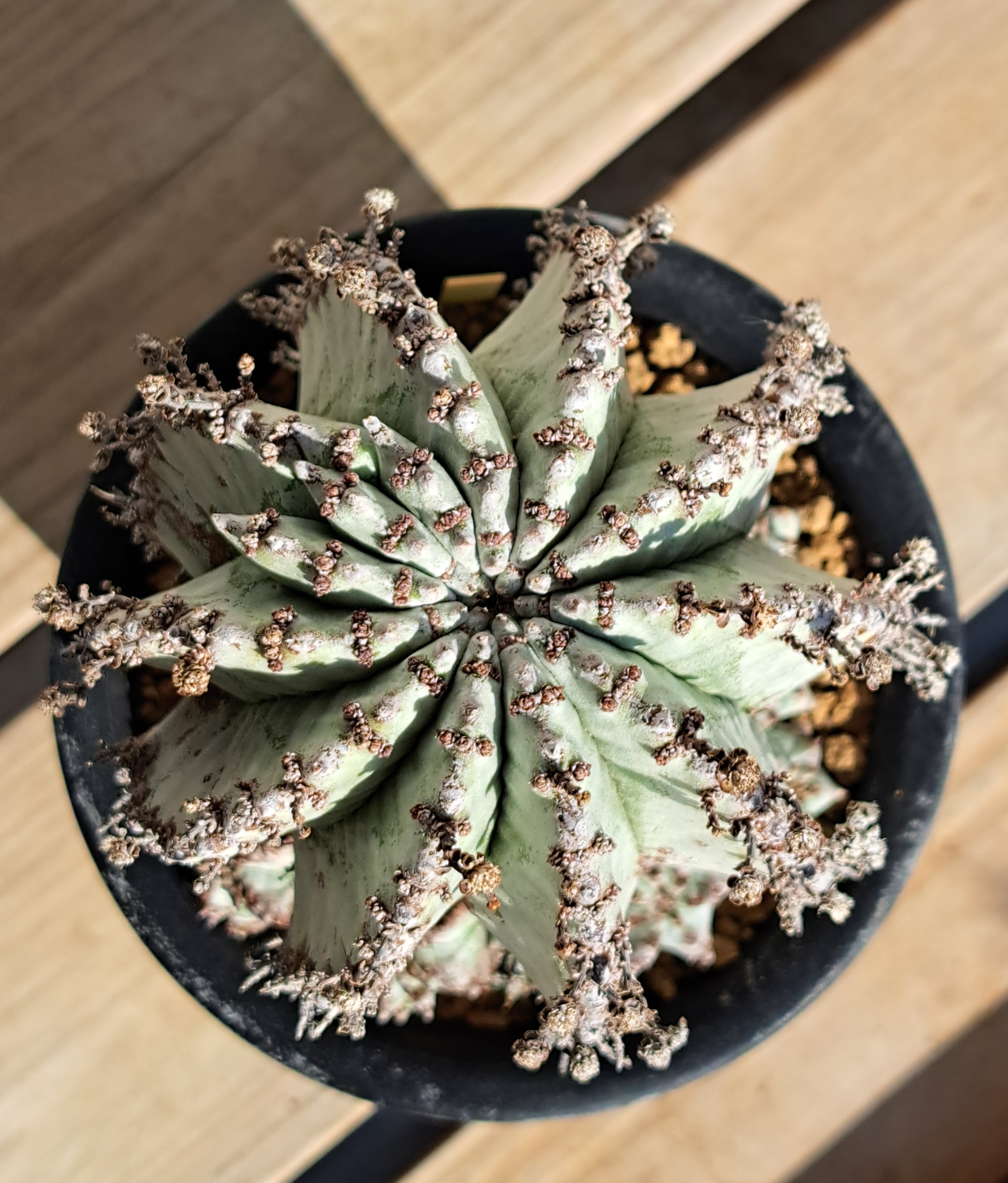 オベサ、ホリダ、峨眉山 | デルオの多肉日記 - 楽天ブログ