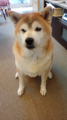 13.6キロ時チャッピー.jpg