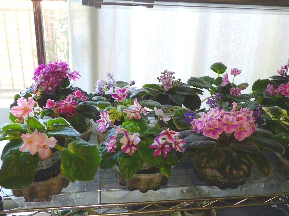 私宅のセントポーリア栽培風景 Scenery Of African Violets Upbringing In My House Nenttohのブログ セントポーリアの花のご紹介 Site Introduces Africanviolet Saintpaulia 楽天ブログ