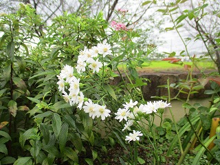 IMG_8869ss.jpg