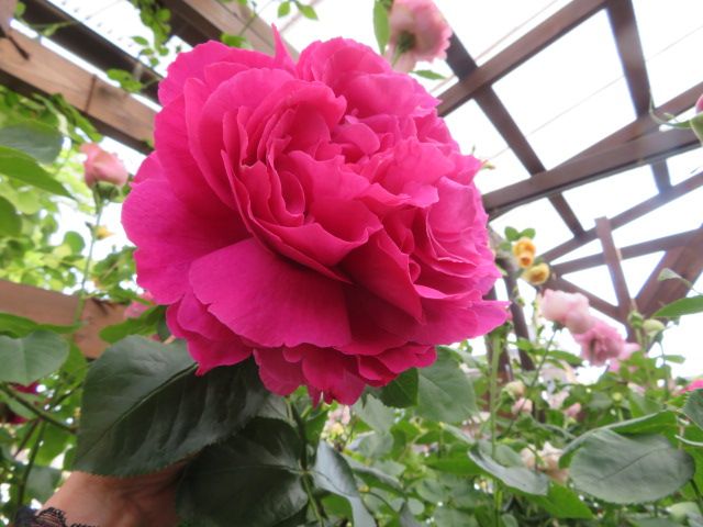 たおやかなイヴ品種のバラに魅せられて お迎えした苗たち ばぁばの薔薇の花園 楽天ブログ