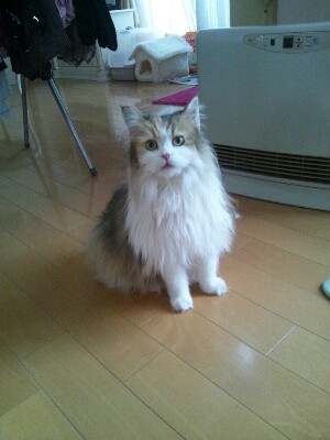 iphone_20120226231859.jpg