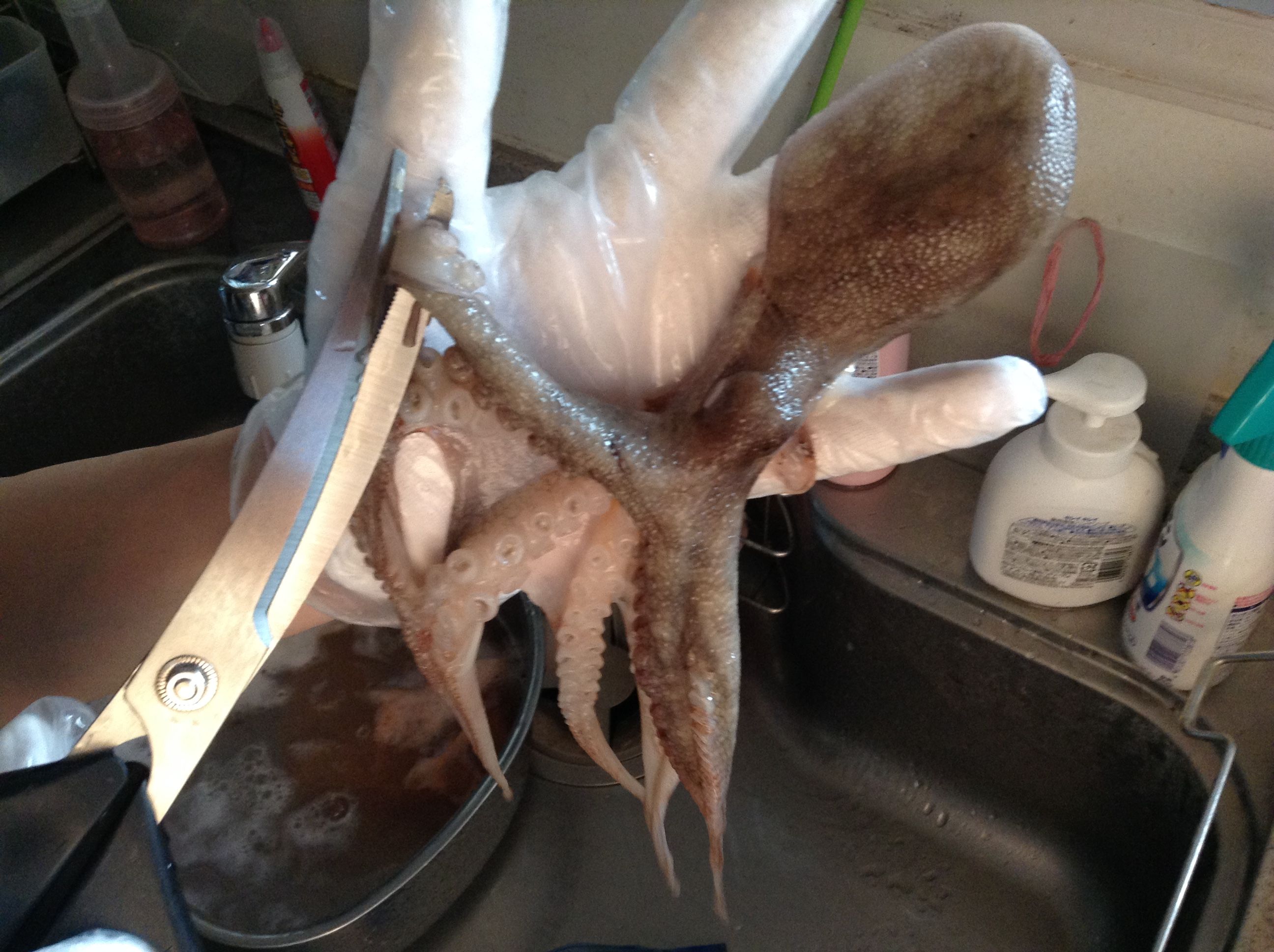 6ページ目の記事一覧 とある夫婦の釣れづれ日記 楽天ブログ