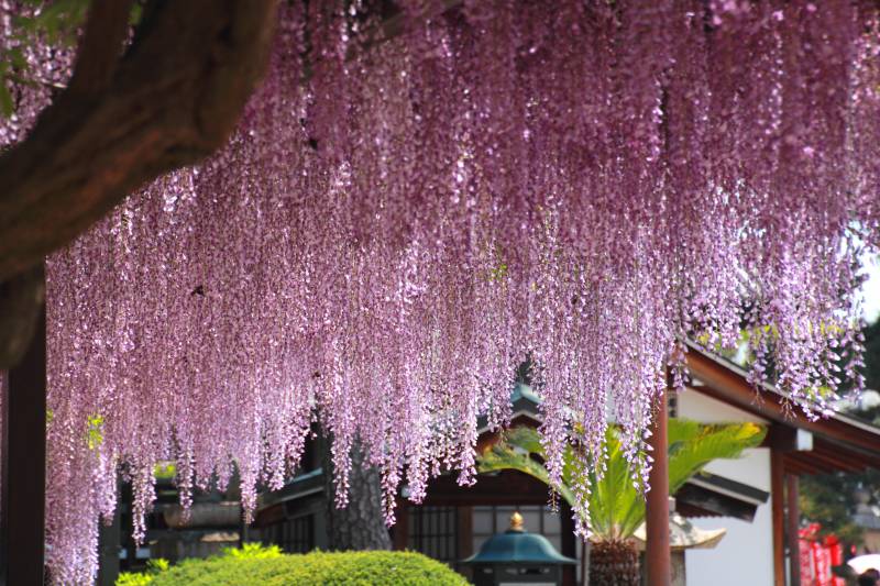 葛井寺の藤_002.jpg
