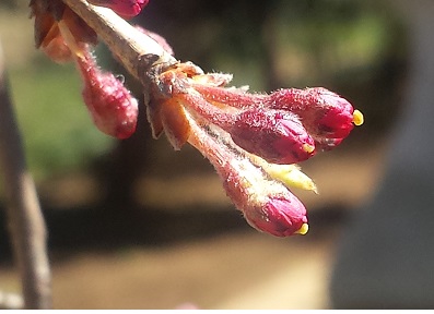 Ｈ２７．３神社のしだれ桜の蕾.jpg