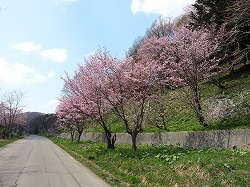 エゾヤマザクラ