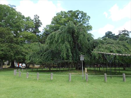 京都　上賀茂神社