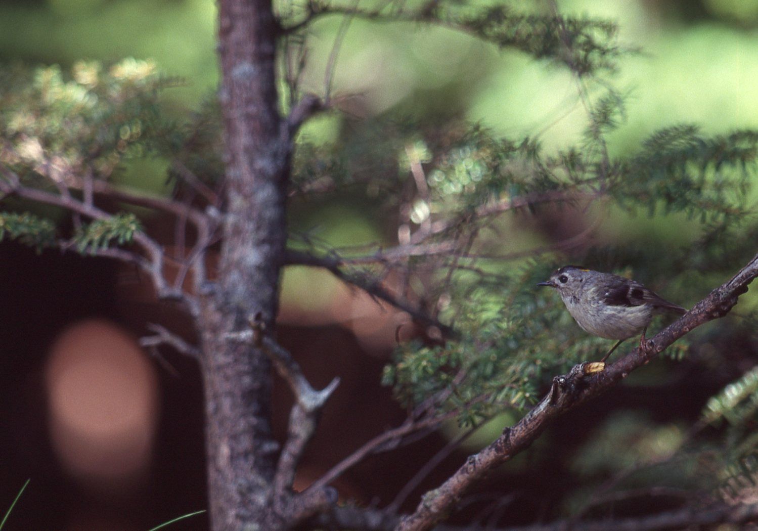 キクイタダキさん まみきびのブログ 楽天ブログ