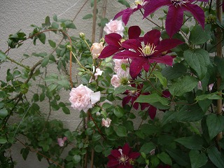 IMGP4641.jpg