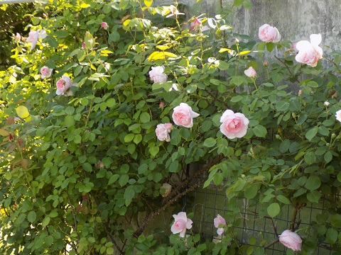 DSCN0564.JPG