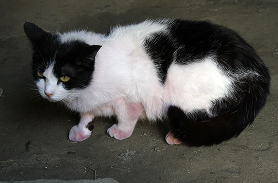 我が家のニャンコ♪2014/05/8-3