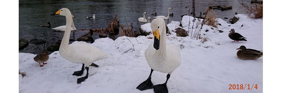 １／４白鳥が寄ってきた.jpg