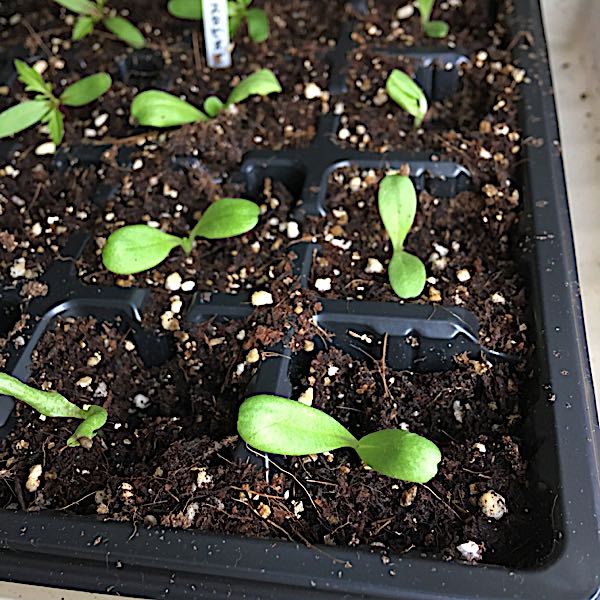 スカビオサ ブルーノートが発芽しない 種まきとガーデニング 楽天ブログ