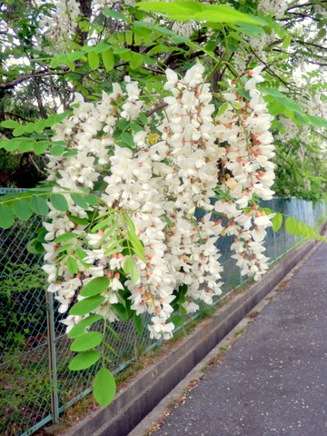 ニセアカシの花