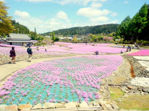 芝桜3