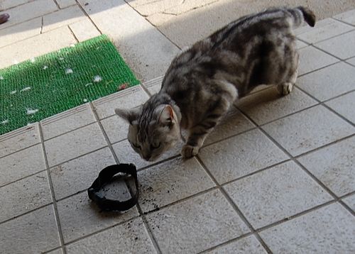 DSC_0010.JPG