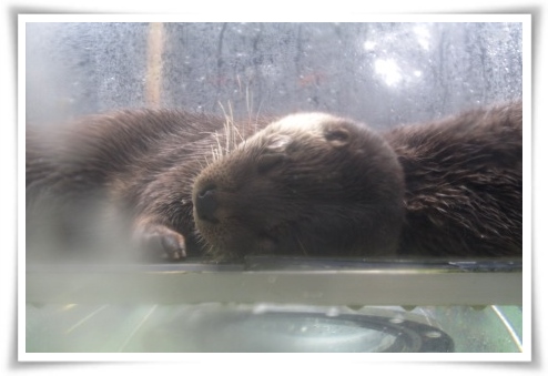 東京旅行-38 上野動物園 ユーラシアカワウソ 13.10.5