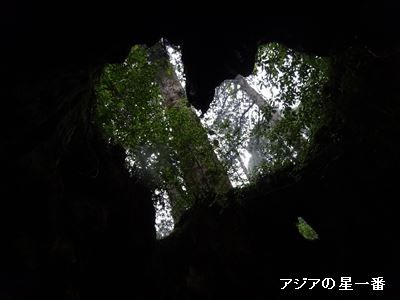 20160601 縄文杉16