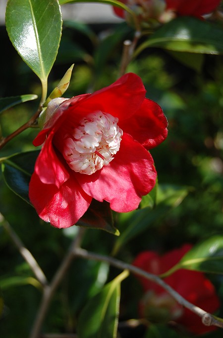 ハクシンボクタンの花