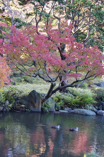 旧古河庭園にて