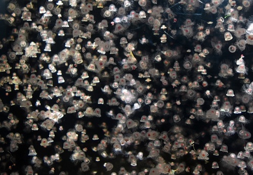 加茂水族館のクラゲ (2).jpg