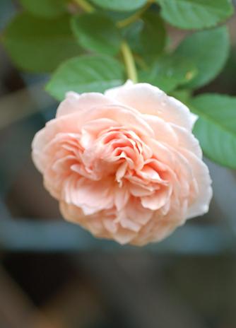 DSC_0461.JPG