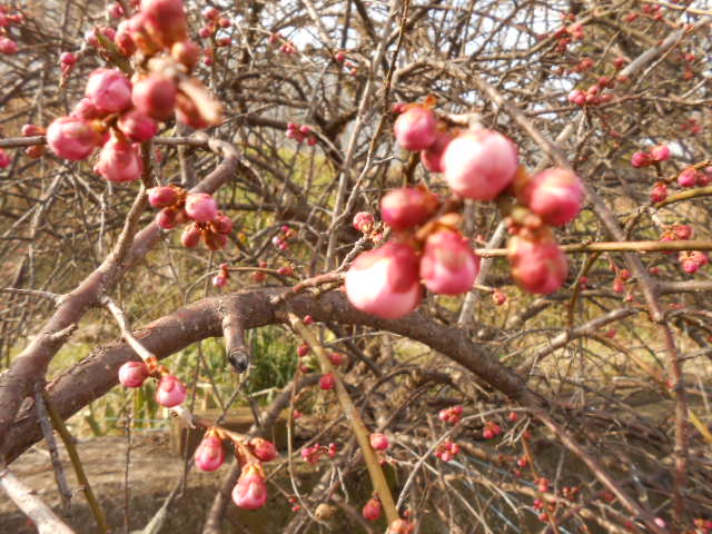 DSCN0942.JPG