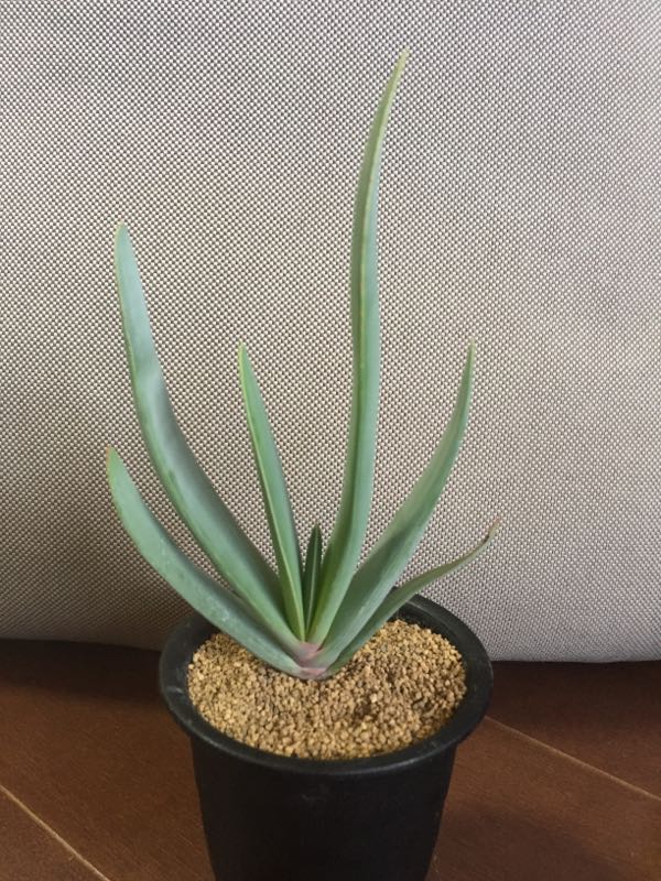 Aloe Plicatilis アロエ プリカティリス Aloe日記 楽天ブログ