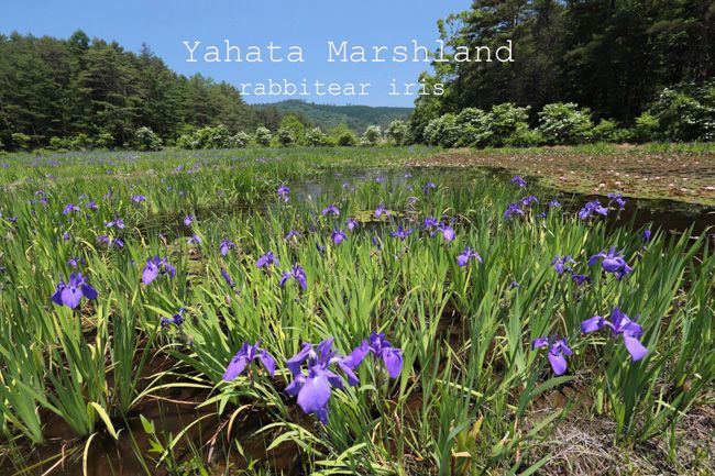 北広島町 八幡湿原のカキツバタ くり坊のひとりごと Blog版 楽天ブログ