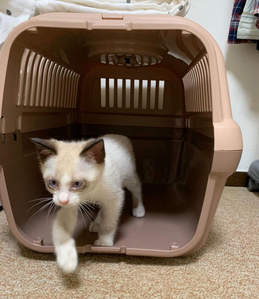 猫 クリスマスローズと猫 楽天ブログ