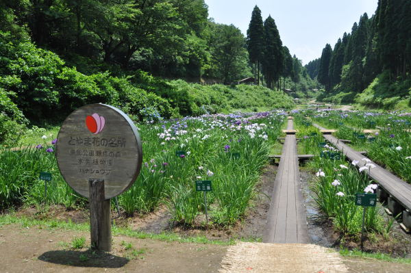 菖蒲・紫陽花